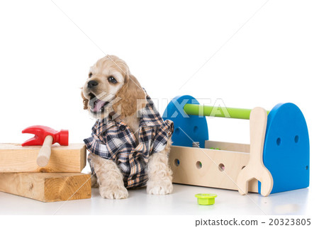 cute working dog 20323805