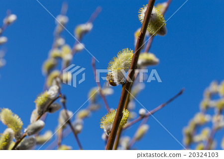 Fluffy soft willow buds Fluffy soft willow buds 20324103