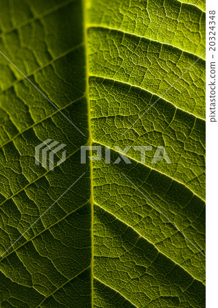 macro photography of green leaf,organic texture 20324348