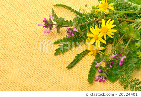 wildflowers, chamomiles, milfoil wildflowers, chamomiles, milfoil 20324401