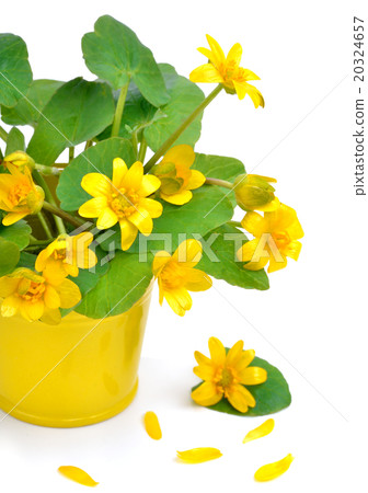marsh marigold isolated on white marsh marigold isolated on white 20324657