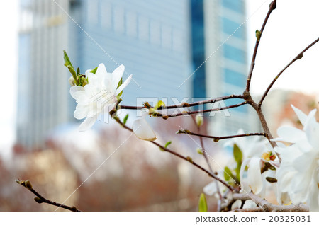Blossom tree with skyscraper on background Blossom tree with skyscraper on background 20325031