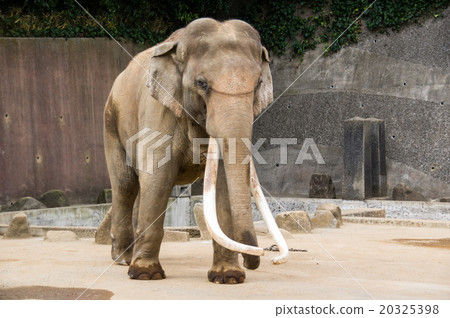 Kanazawa Zoo | Long Indian Elephant in Japan's Fangs 20325398