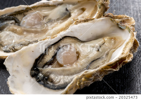 Oyster 20325473