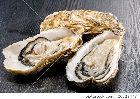 Oyster Oyster 20325478