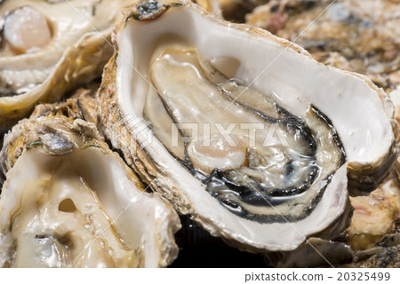 牡蠣 牡蠣 20325499