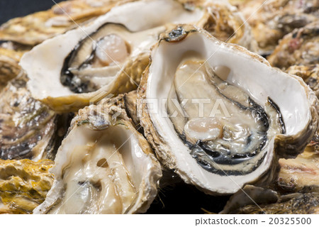 Oyster 20325500
