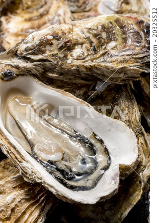 Oyster 20325512