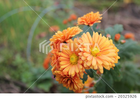 Autumn flowers Autumn flowers 20325926