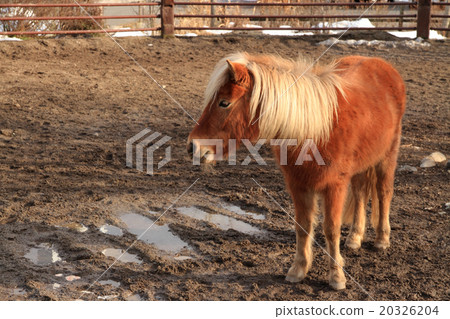 棕色頭髮小馬 棕色頭髮小馬 20326204