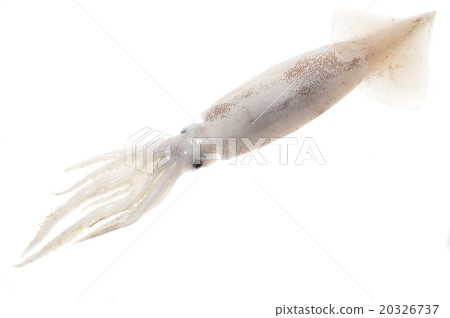 魷魚 20326737