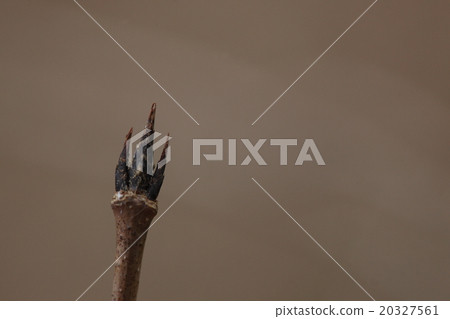 Natural plants Urihadada maple, it is winter bud. Kaede of Japanese endemic species with leaves and vermiform appearance that look like pentagons 20327561