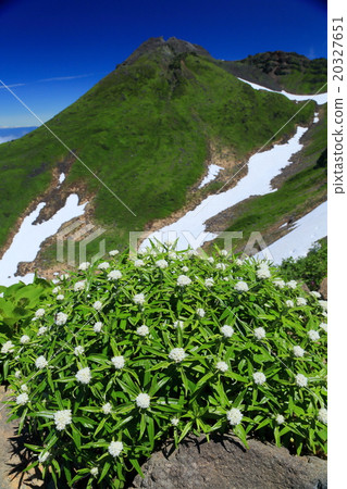 Yamaha hako flower and Chokai mountain peak 20327651