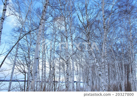 Shirakaba in Hokkaido Landscape in Midwinter Forest 20327800