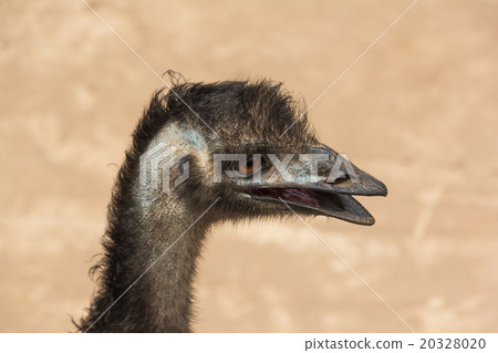 Emu portrait 20328020