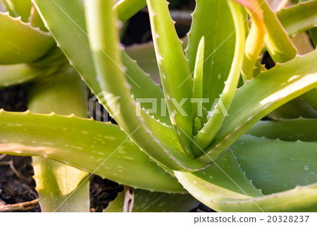 Green aloe vera. Green aloe vera. 20328237