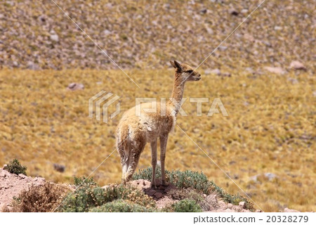 South America Chile Northern Andean wild inhabited in the highlands Vicuña South America Chile Northern Andean wild inhabited in the highlands Vicuña 20328279