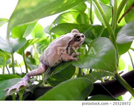 活潑的青蛙 20328972