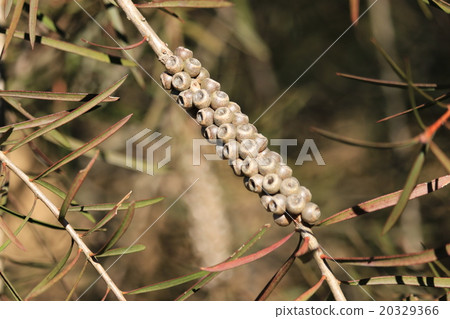 Fruit of a horseradish brush cherry tree Fruit of a horseradish brush cherry tree 20329366
