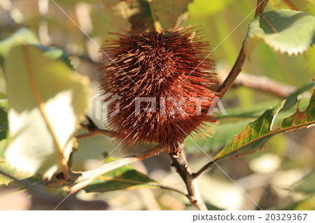 Flowers of Banksia and Pardosa Flowers of Banksia and Pardosa 20329367
