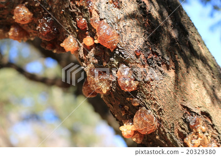 Sap of Acacia ginseng Sap of Acacia ginseng 20329380