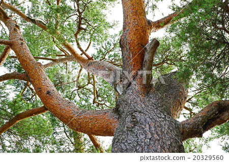 A beautiful red pine tree big tree 20329560