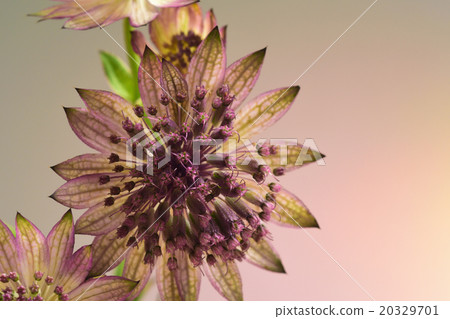 Astrantia花 20329701