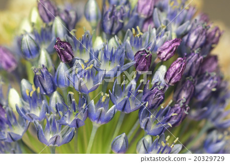 Allium bull - perfume flowers 20329729