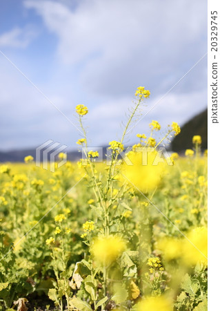 Rape blossoms 20329745