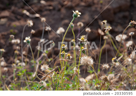 Grassy flower-Coldenia procumbens Linn Tridax Grassy flower-Coldenia procumbens Linn Tridax 20330595