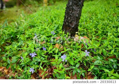 Tsunnichitonisshi in a rainy day Tsunnichitonisshi in a rainy day 20330813