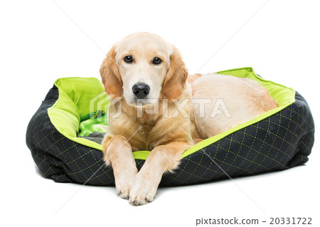 Young beautiul golden retriever dog Young beautiul golden retriever dog 20331722