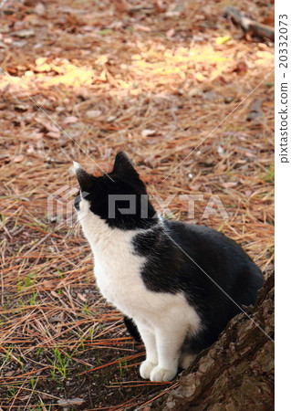 I do not know 20332073