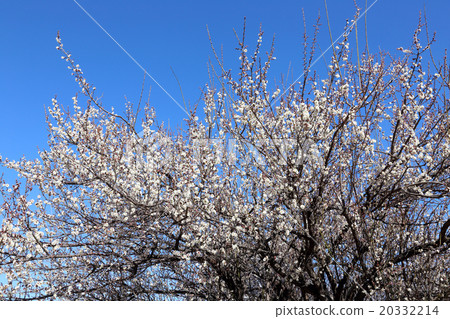 White plum 20332214