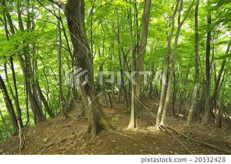Mountain trail of Oku Musashi Nikozan Mountain trail of Oku Musashi Nikozan 20332428