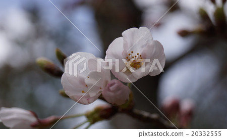 櫻花在公園裡 20332555