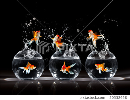 Goldfishs jumps Goldfishs jumps 20332638