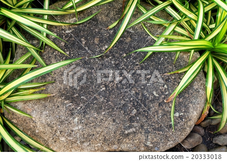 Brown Stone on The Garden with Green Plants 20333018