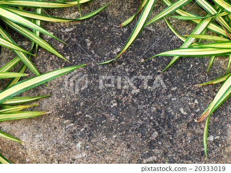 Stone on The Garden with Chlorophytum Comosum 20333019