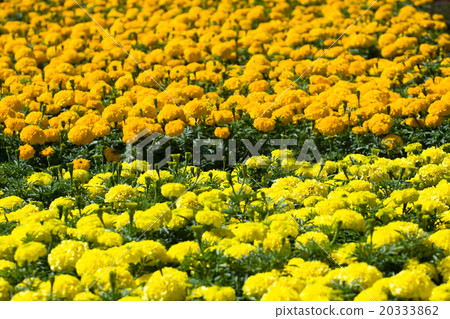 Asteraceae in a botanical garden Asteraceae in a botanical garden 20333862