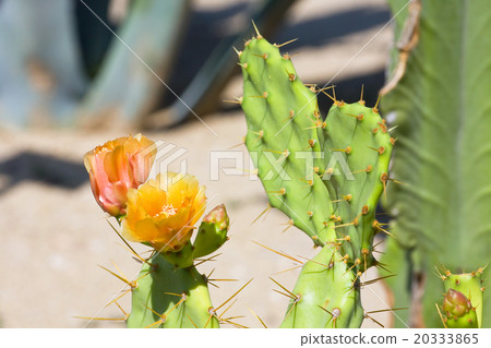 flower of Prickly Pear (Chollas) cactus 20333865