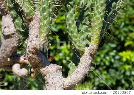 flower of Prickly Pear (Chollas) cactus 20333867
