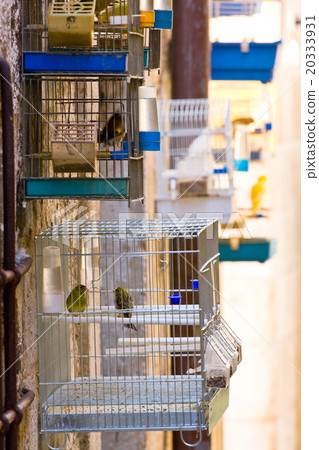 canary bird in cage canary bird in cage 20333931