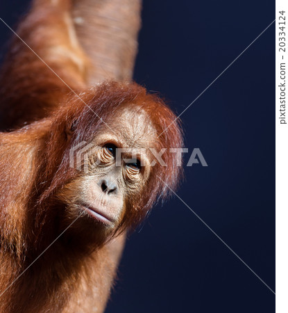 Young orangutan 20334124