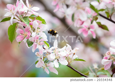Bumblebee on apple tree flower Bumblebee on apple tree flower 20334348