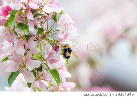 Bumblebee on apple tree flower 20334349