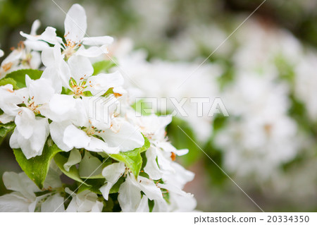 Apple tree flowers in gardern 20334350