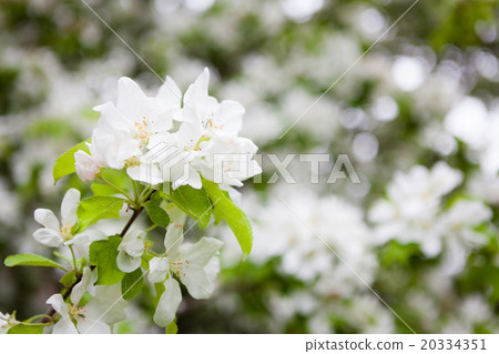Apple tree flowers in gardern Apple tree flowers in gardern 20334351
