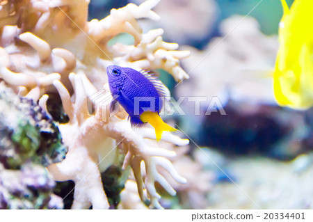 Aquarium fish Aquarium fish 20334401