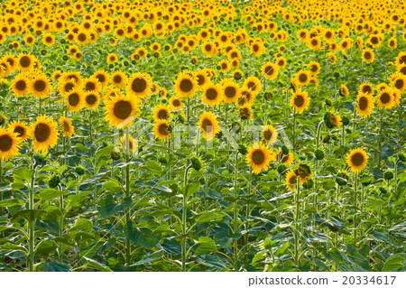 Sunflower field Sunflower field 20334617